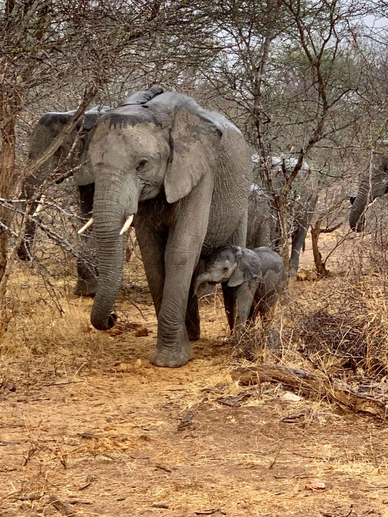 éléphanteau et sa maman parc Kruger