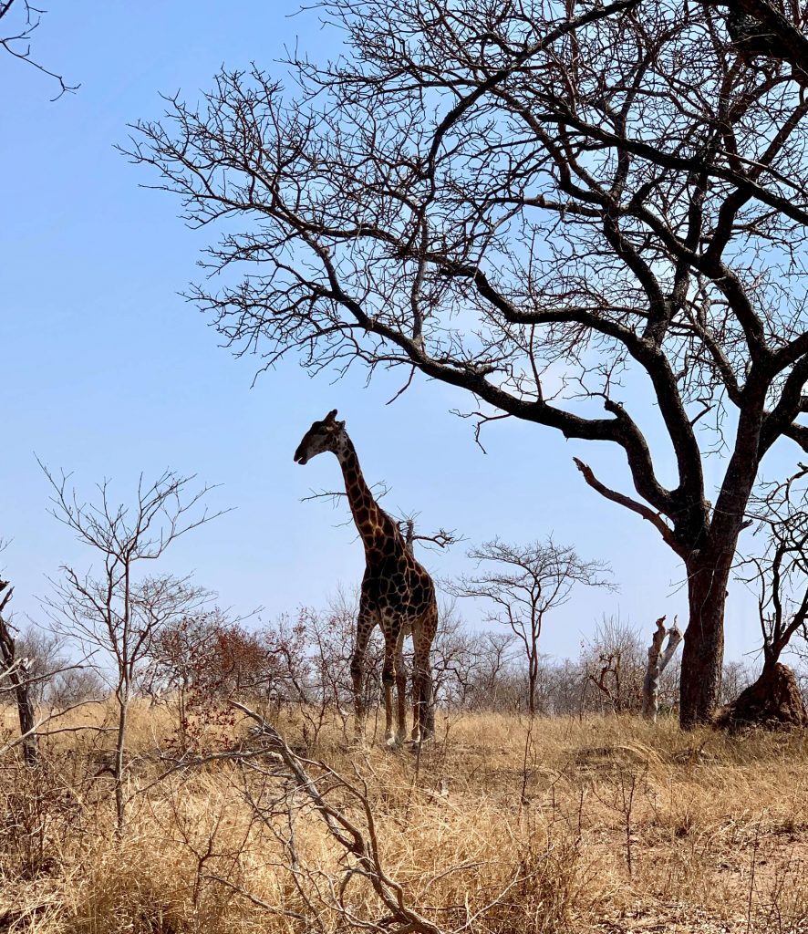 girafe au parc Kruger